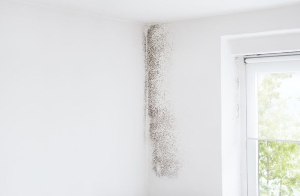 Louisville-Kentucky-Mold-Remediation-Project-1-1